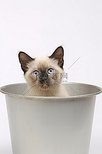银色猫背景图片_暹罗小猫从银色浴缸中凝视