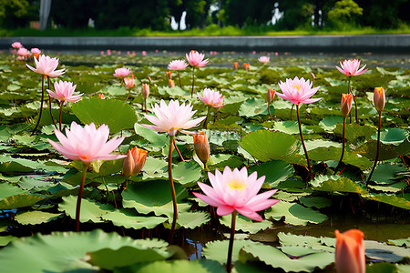 许多粉红色和白色的睡莲坐在池塘的顶部