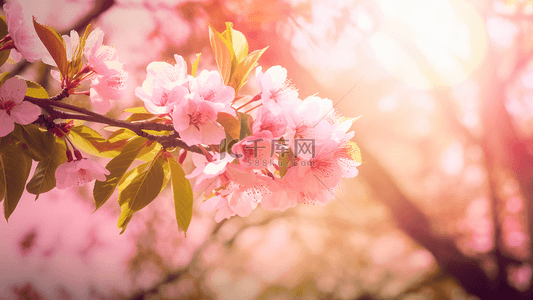日光樱花树木森林春季广告背景