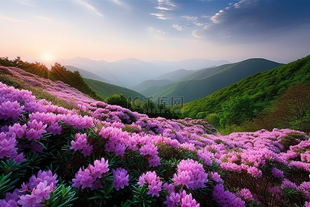 拉花背景图片_花山和日落山风景杜鹃花