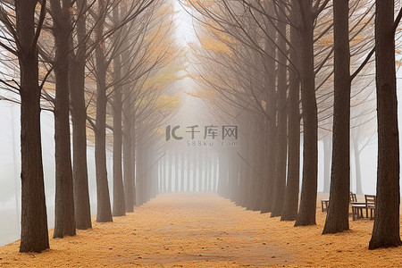 路上背景背景图片_雾中小路上矗立着几排树木和树木