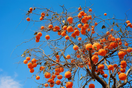 蓝天树上的橙色水果