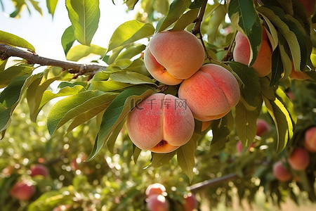 果树及树根背景图片_果园树上挂着桃子
