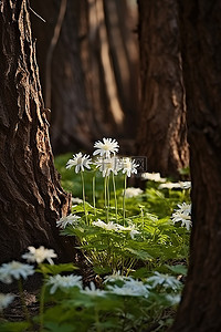 一群花朵背景图片_白色的花朵生长在一群树之间