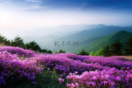 边花背景图片_山边的野生紫色花朵