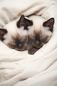 两只暹罗小猫睡在一个枕头里