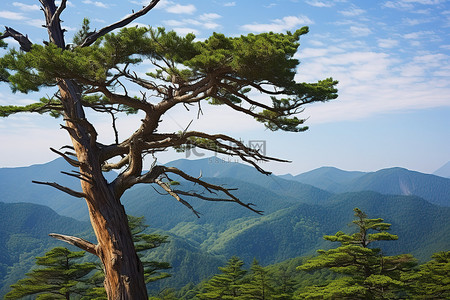 一棵老树矗立在山前