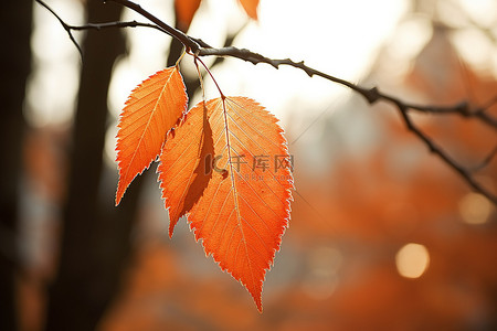 秋天树叶的树上的叶子图像