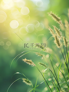芦苇花背景图片_阳光下风中小芦苇花背景素材