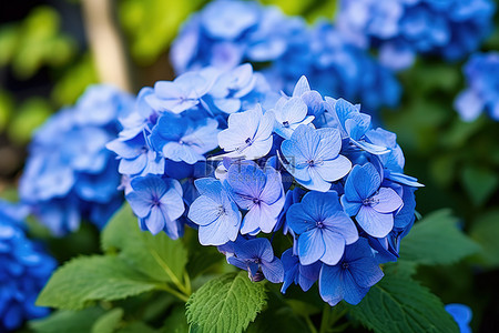 蓝色的花朵 花朵