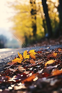 五彩斑斓的背景图片_路上五彩斑斓的秋叶