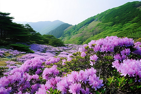 杜鹃花背景图片_金西区绿谷杜鹃花