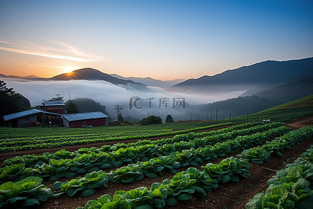 早晨太阳升起背景图片_太阳从蔬菜农场升起