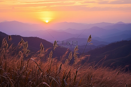 太阳落在长满野草的山坡上