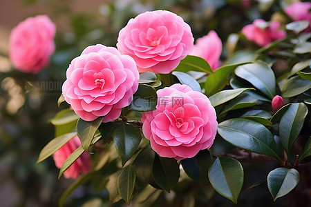 自然睁眼动图背景图片_山茶花的粉红玫瑰和粉红色的花朵生长在灌木上