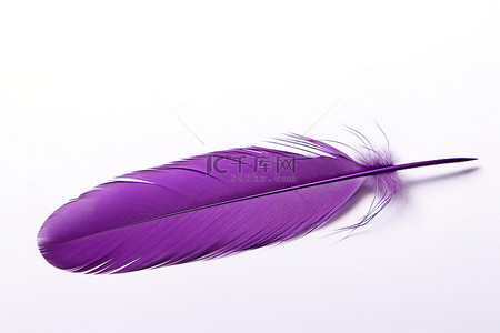 孔雀羽毛蓝黄绿背景图片_白色表面上有两根紫色羽毛
