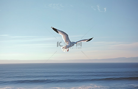 一只海鸥在海洋上空飞行