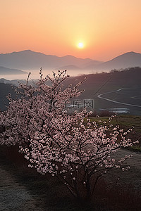 夕阳下盛开的韩国樱花