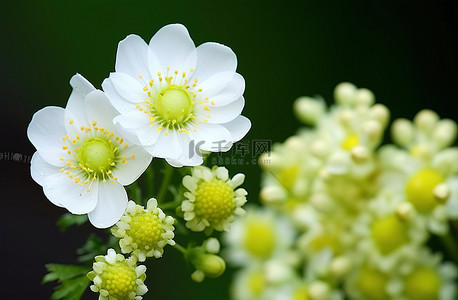 这里展示了两种白色和绿色的花朵