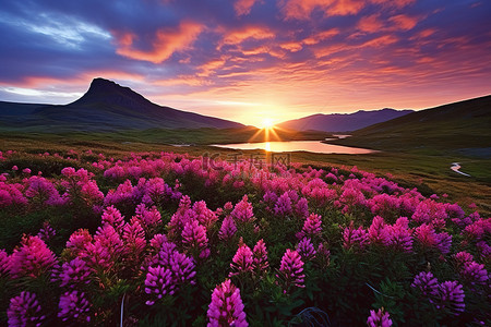 落日余晖洒满鲜花的山丘