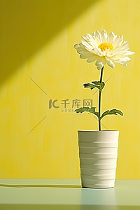 黄墙上白色瓷壶里的白花