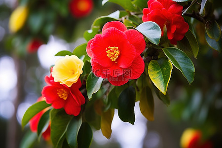 晴空坠长兴背景图片_红色山茶花在绿色开花树的边缘，上面有花