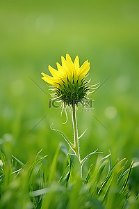 初夏背景图片_初夏的向日葵在草地上