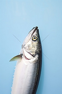 鱼头背景图片_鲭鱼头