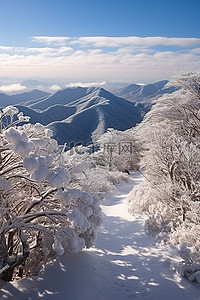 山顶山脊背景图片_从雪覆盖的灌木和山顶的山脊看