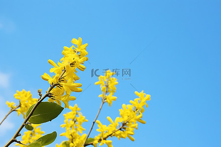 常春藤在天空的衬托下开着黄色的花朵