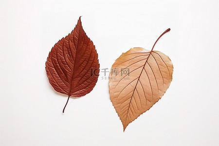 秋天落叶枫叶背景图片_白色表面上的一对棕色叶子