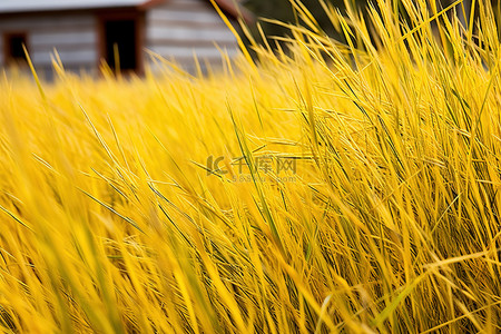 秋天黄枫叶背景图片_小屋前的黄草