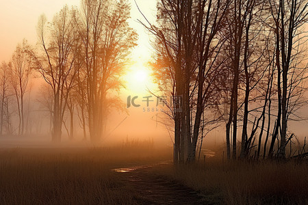 树上的蝉背景图片_密歇根堡雾蒙蒙的早晨，白桦树上的日出