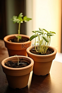 有根的植物背景图片_四盆有根的植物