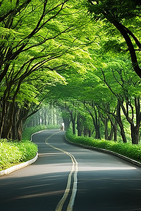 道路两旁种满树木和绿色灌木