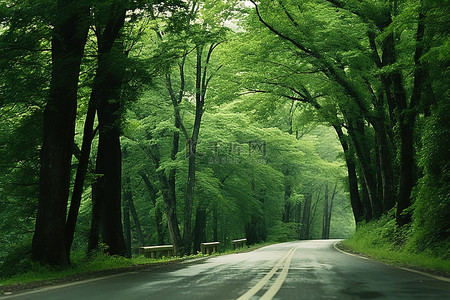 一条空荡荡的道路，两旁都是大丛茂密的树木