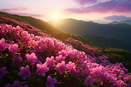 粉色山背景图片_夕阳下山上的粉色花朵