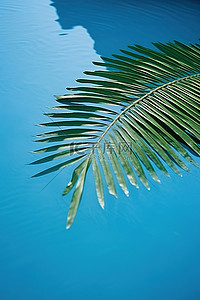 水影相机背景图片_蓝色水面上棕榈叶的倒影