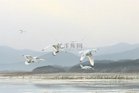 白色的丹顶鹤背景图片_白色的鸟儿飞过水面