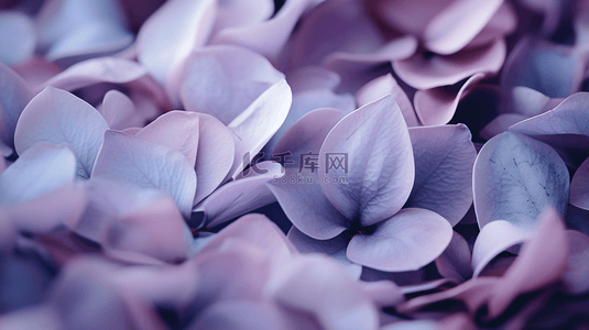 紫红色花卉背景图片_唯美花瓣鲜花装饰