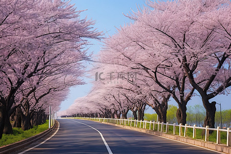 春天鲜花盛开背景图片_公路两旁绿树成荫，鲜花盛开