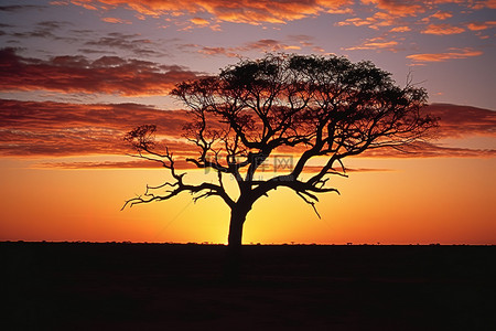 澳大利亚北部威尔科克斯地区，一棵榆树在日落时现出轮廓