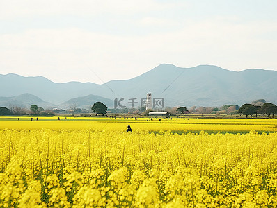 花田ppt背景图片_一片黄芥末花田，背景是山脉