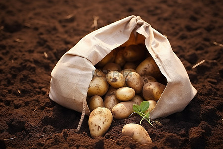 绿茶袋子背景图片_一个装满埋在地里的土豆的袋子