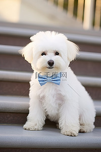 戴着蓝色领结的白色小狗坐在楼梯上