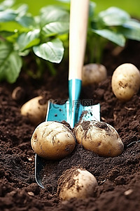 天降福利背景图片_马铃薯种子 马铃薯叶 铲入土壤