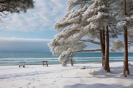 冬天雪景和人背景图片_白雪皑皑的松树矗立在海滩和海洋旁边