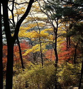 英国伦敦邮票背景图片_从伦敦北部的 ubojeongeni 山欣赏秋季森林景观
