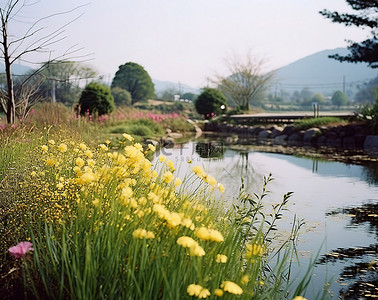一个池塘，旁边有很多黄色的花