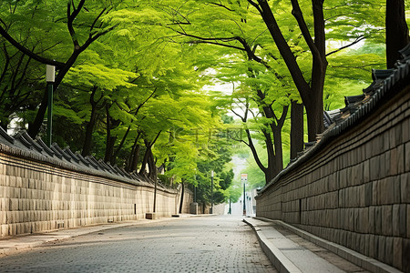 空荡荡的街道两旁是墙壁和树木